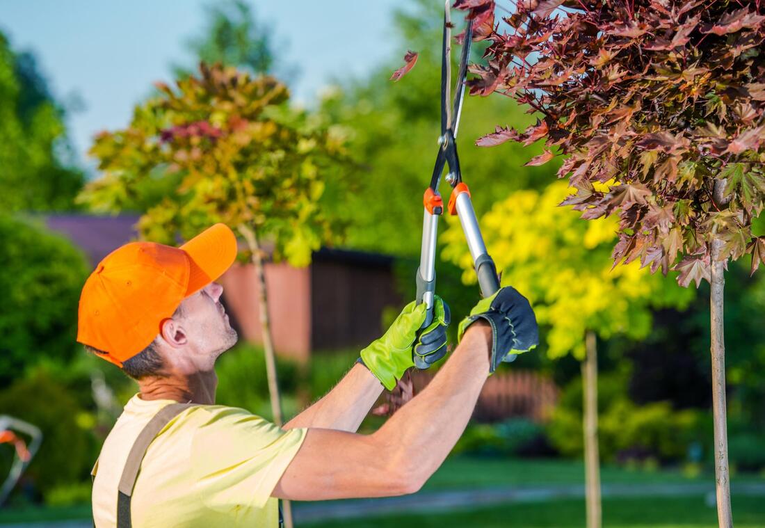 pruning tree geelong care services man cutting trees service shrubs garden professional